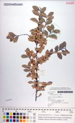 榔榆的標本與生態照片。