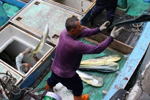 船艙內的漁獲先行卸至甲板上，再卸至岸上進行稱重