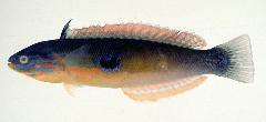 眼斑擬盔魚
