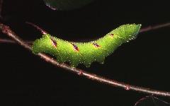 榆綠天蛾幼蟲