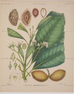 A hand-book to the flora of Ceylon