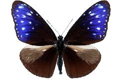 端紫斑蝶