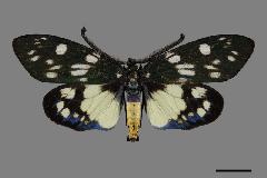 蓬萊茶斑蛾 Eterusia aedea formosana Jordan, 1907