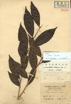 植物臘葉模式標本