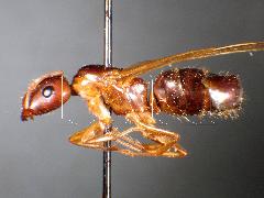 Camponotus (Tanaemyrmex) albosparsus (Bingham, 1903)