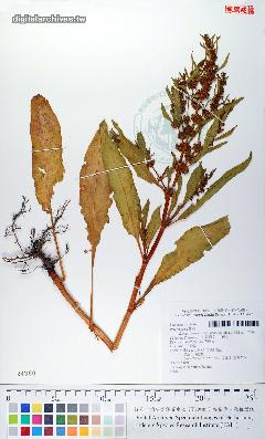 羊蹄，學名：Rumex crispus L. var. japonicus (Houtt.) Makino，蓼科 Polygonaceae