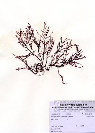 藏品图片:中文名:安曼司石花菜 (a002154) br>学名: em>gelidium am