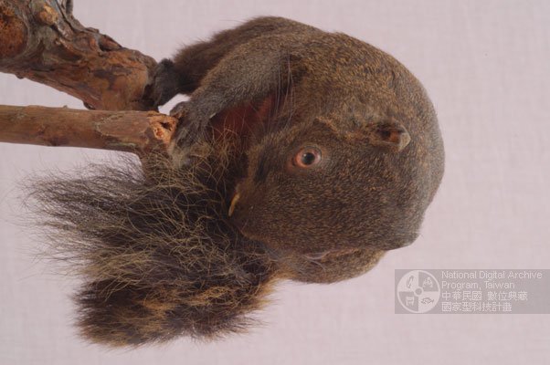 国立台湾博物馆馆藏哺乳类标本数位化计画