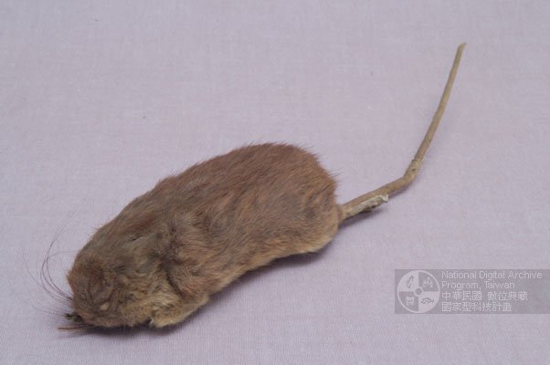 Ʀƪ󤤤W١Gsո<br>^W١GFormosan white-bellied rat<br>ԤBǦWG<em>Rattus culturatus</em>