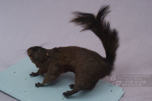 Ʀƪ󤤤W١GQ<br>LOWG<br>^W١GRed-bellied Squirrel<br>ԤBǦWG<em>Callosciurus erythraeus</em>