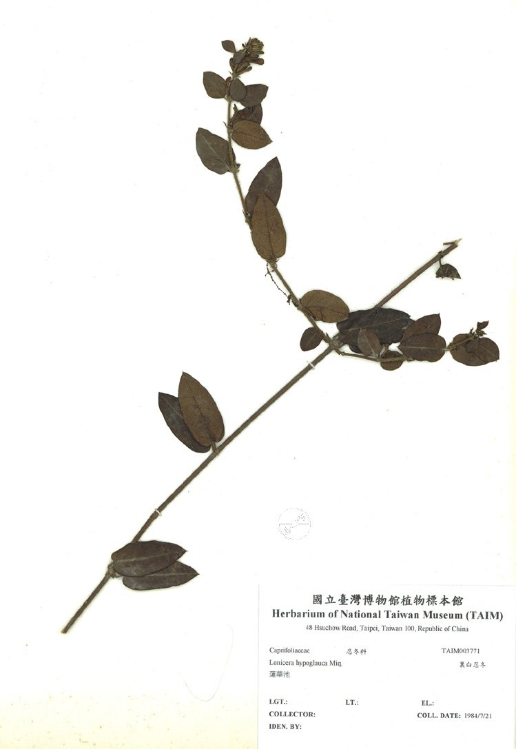 植物标本典藏数位化计画(ii 中文名称:木麻黄 中文名称:罗氏盐肤木