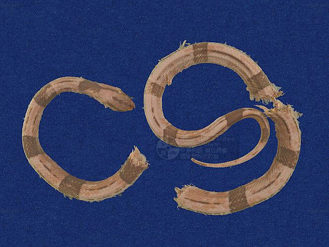 Ʀƪ˳D ]TMRS-0018^<br>^W١GBlack-banded rat snake<br>ԤBǦWGElaphe poryphyracea<br>LOWGAD<br>L^OWGRed bamboo snake, Red bamboo rat snake