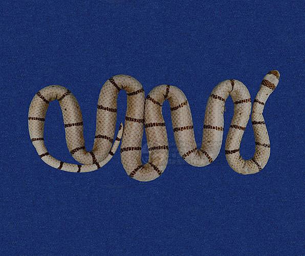 藏品图片:环纹赤蛇 (tmrs-0063) br>英文名称:taiwan coral snake