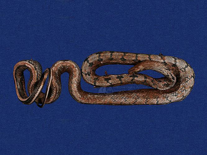  br>拉丁学名:elaphe taeniura friesei br>其他中文别名:黑眉锦蛇,黄