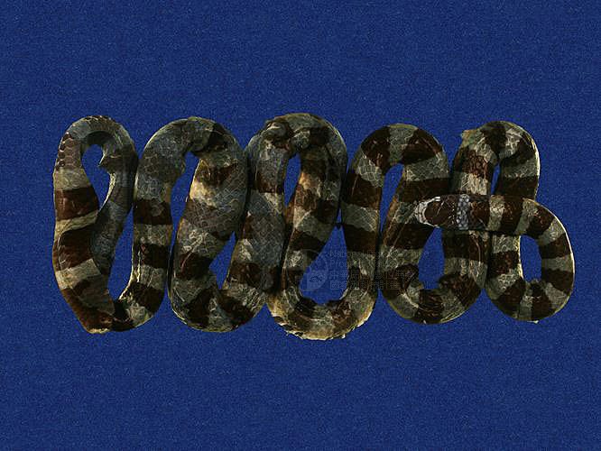 中文别名:扁尾海蛇 br>其他英文别名:banded amphibious sea snake