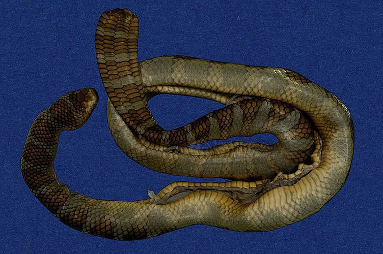 别名:半环扁尾海蛇,阔尾青斑海蛇 br>其他英文别名:cormor sea snake