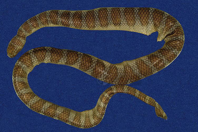 别名:半环扁尾海蛇,阔尾青斑海蛇 br>其他英文别名:cormor sea snake