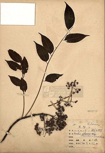 藏品图片:贼仔树(taim-h002775 br>学名:euodia meliaefolia(hance