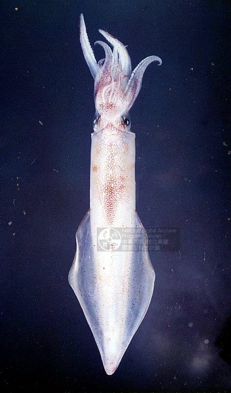 藏品图片:剑尖枪乌贼 (真锁管) br>学名:uroteuthis (photololigo)