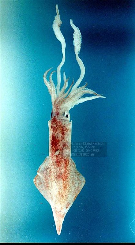 藏品图片:剑尖枪乌贼 (真锁管) br>学名:uroteuthis (photololigo)