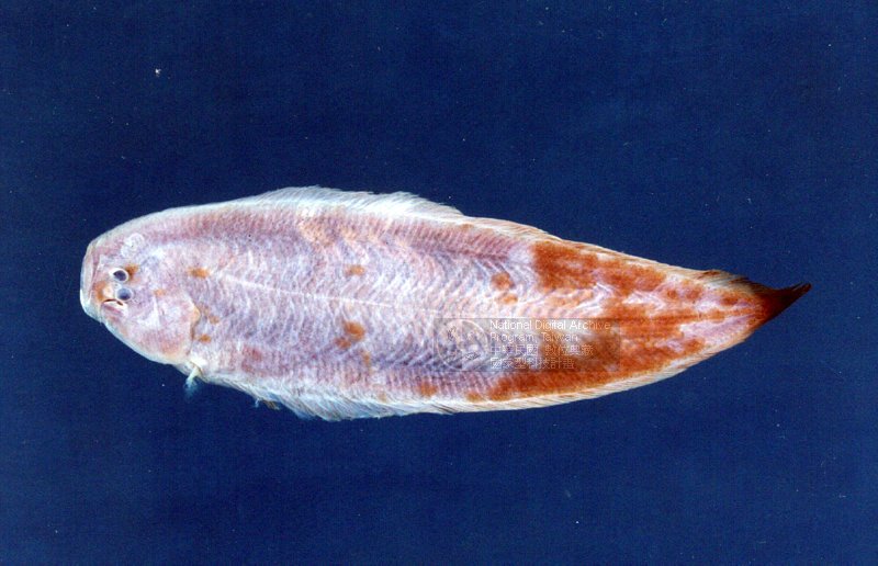 台湾沿近海海洋生物标本之数位典藏iii-鱼,贝,甲壳类
