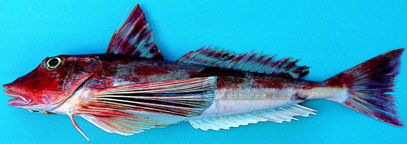 藏品图片:棘角鱼 br>学名:chelidonichthys spinosus