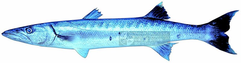 藏品图片:巨金梭鱼 br>学名:sphyraena barracuda