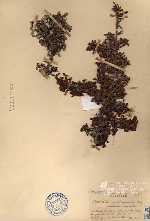 Ʀƪ󤤤W١GɤsEaG]Х]]G054483^<br>^W١G<em>Cotoneaster morrisonensis Hayata </em>
