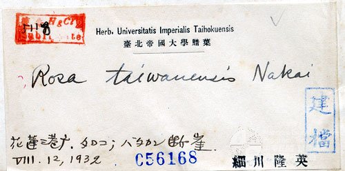 數位化物件中文名稱:蛇莓(標本館館號:054739)<br>英文名稱:<em>Fragaria indica Andr. </em>