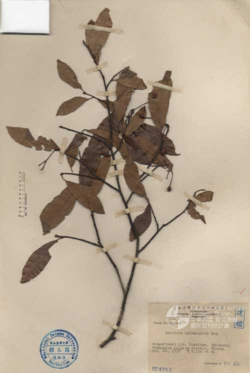Ʀƪ󤤤W١GOW۷]Х]]G054953^<br>^W١G<em>Photinia taiwanensis Hayata </em>