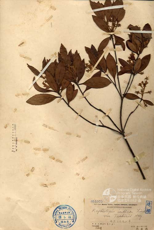 Ʀƪ󤤤W١G۴]Х]]G055975^<br>^W١G<em>Rhaphiolepis indica (L.) Lindl. var. tashiroi Hayata ex Matsum. & Hayata</em>