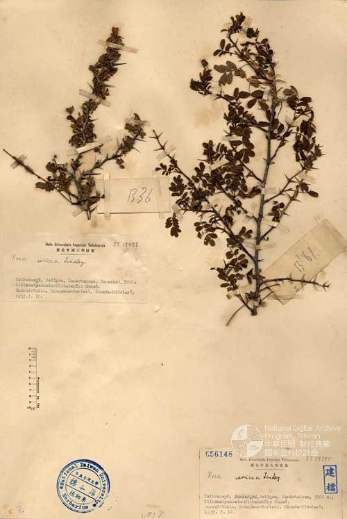 Ʀƪ󤤤W١Gɤs]Х]]G056148^<br>^W١G<em>Rosa sericea Lindl. var. morrisonensis (Hayata) Masamune </em>
