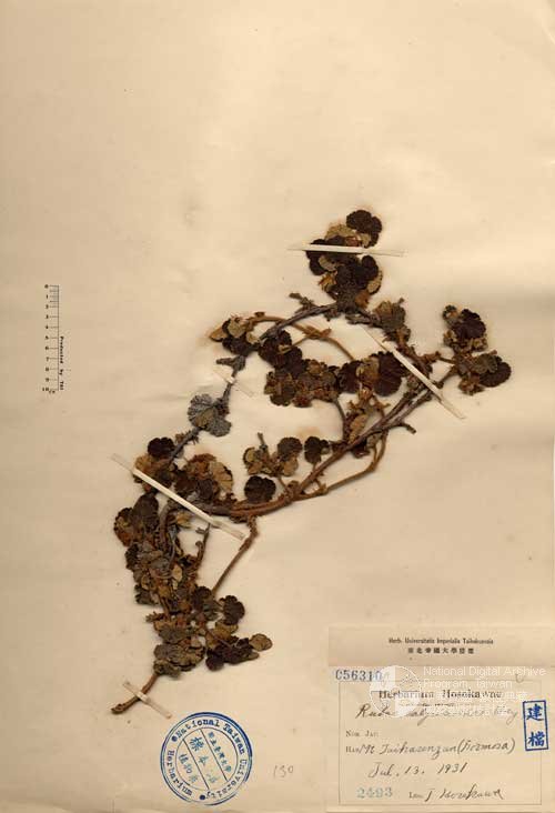 Ʀƪ󤤤W١Gɤsa_l]Х]]G056310^<br>^W١G<em>Rubus calycinoides Hayata </em>