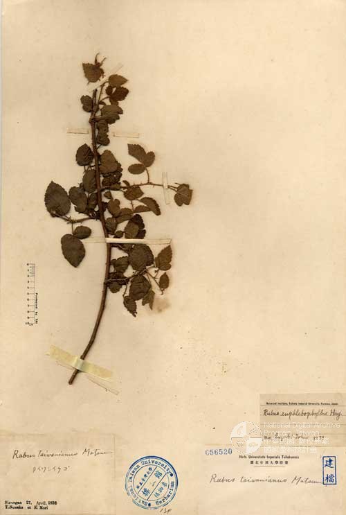 Ʀƪ󤤤W١GУ]Х]]G056520^<br>^W١G<em>Rubus taiwanianus Matsum. </em>