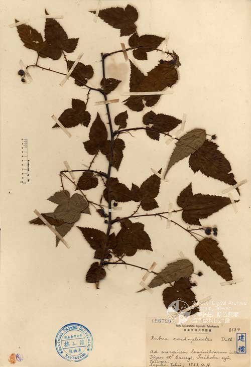 Ʀƪ󤤤W١GWa_l]Х]]G056720^<br>^W١G<em>Rubus conduplicatus Duthie ex Hayata </em>