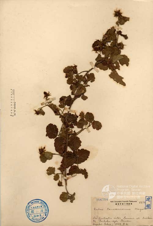 Ʀƪ󤤤W١GУ]Х]]G056784^<br>^W١G<em>Rubus taiwanianus Matsum. </em>