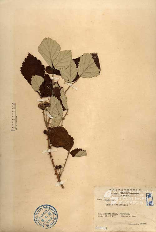 Ʀƪ󤤤W١G]Х]]G056891^<br>^W١G<em>Rubus triphyllus Thunb. ex Murray </em>