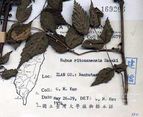 Ʀƪ󤤤W١Ga_l]Х]]G056928^<br>^W١G<em>Rubus pinfaensis Levl. & Van.</em>