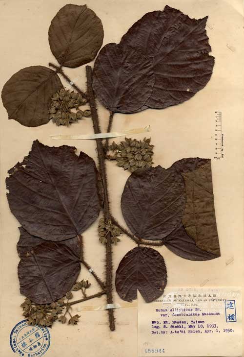 Ʀƪ󤤤W١Ga_l]Х]]G056944^<br>^W١G<em>Rubus ellipticus Seem. var. fasciculatus Masam. ex Kudo & Masam.</em>