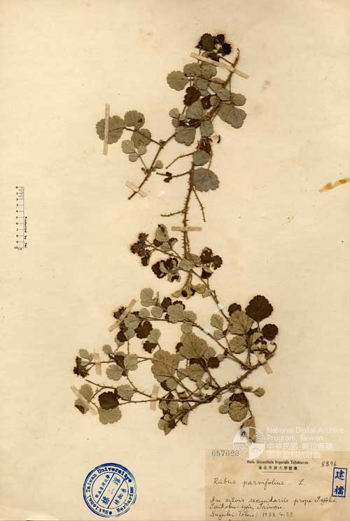 Ʀƪ󤤤W١G]Х]]G057008^<br>^W١G<em>Rubus parvifolius L. </em>