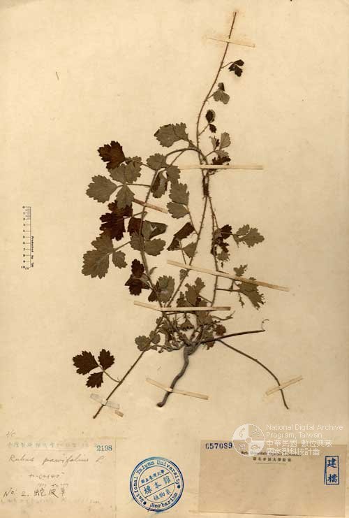 Ʀƪ󤤤W١G]Х]]G057089^<br>^W١G<em>Rubus parvifolius L. </em>