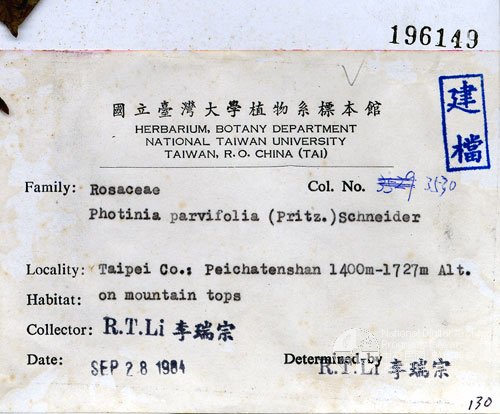 數位化物件中文名稱:臺灣繡線菊(標本館館號:057553)<br>英文名稱:<em>Spiraea formosana Hayata </em>