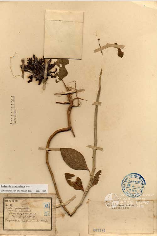 Ʀƪ󤤤W١GtϬ]Х]]G067743^<br>^W١G<em>Euphorbia pulcherrima Willd. ex Klotzsch </em>