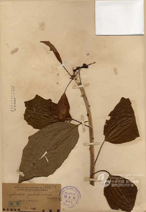 Ʀƪ󤤤W١GtϬ]Х]]G067744^<br>^W١G<em>Euphorbia pulcherrima Willd. ex Klotzsch </em>