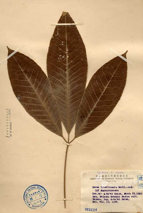 Ʀƪ󤤤W١Gڦ󽦾]Х]]G068114^<br>^W١G<em>Hevea brasiliensis (Willd. ex Juss.) Muell.-Arg. </em>