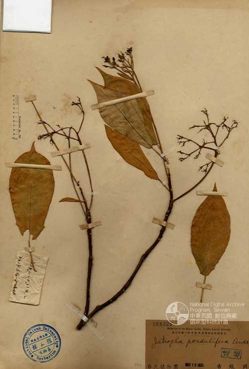 Ʀƪ󤤤W١G]Х]]G068328^<br>^W١G<em>Jatropha pandurifolia Andre </em>