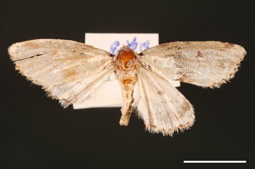 Ʀƪ<em>Stenoloba  olivacea</em>]ХG499^