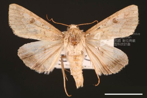 Ʀƪ<em>Heliothis  armigera</em>]ХG643^