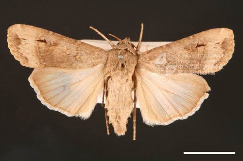 Ʀƪ<em>Agrotis  ipsilon</em>]ХG674^