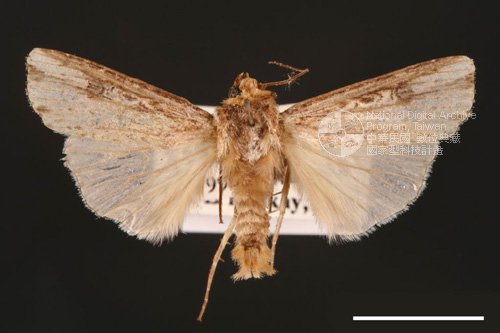 Ʀƪ<em>Axylia  putris</em>]ХG991^